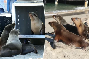 Sea lions returned to the ocean after unexpected shootings