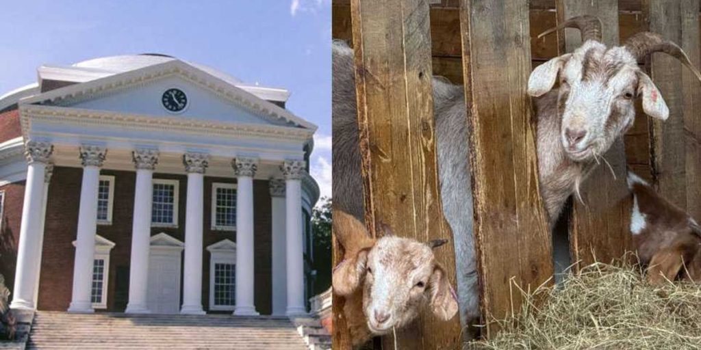 Seriously: 'Ecofeminist' class at UVA has students seeking advice from goats and lichen on issues of oppression