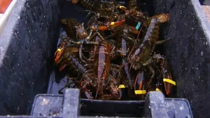 Severe winter challenges Maine lobstermen