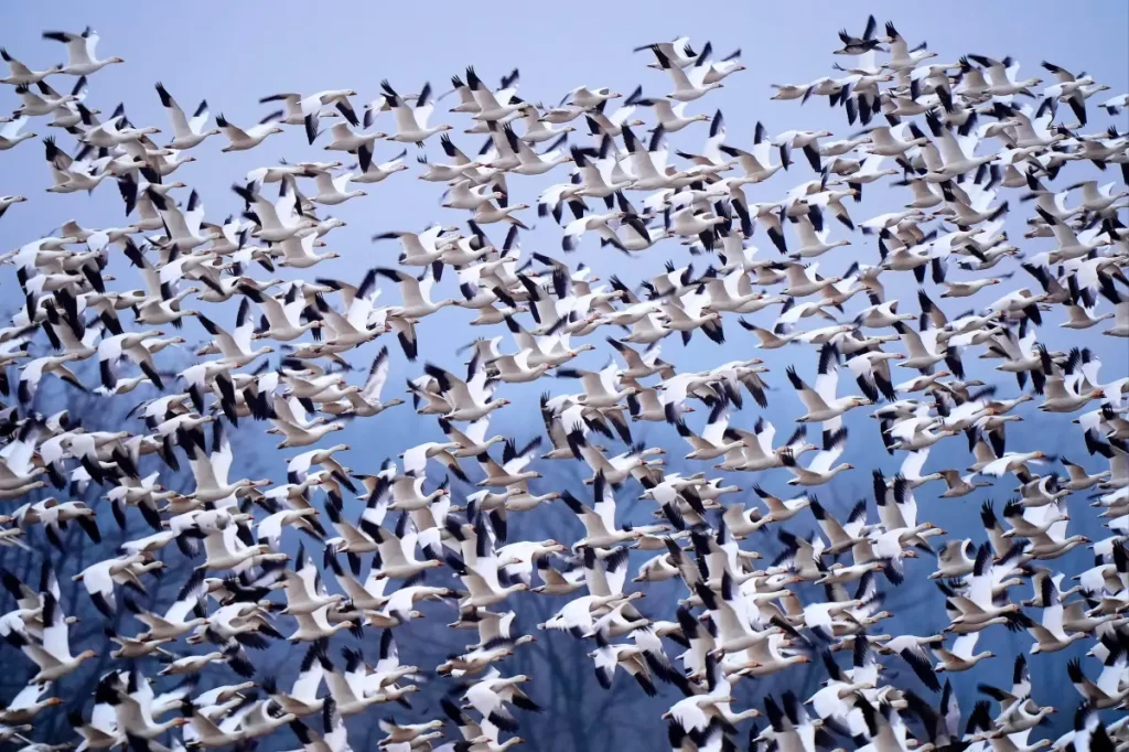 Snow geese depart for the Arctic in a captivating sunrise spectacle