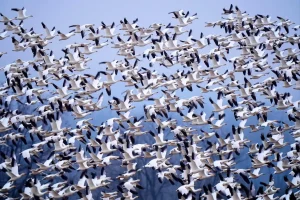Snow geese depart for the Arctic in a captivating sunrise spectacle