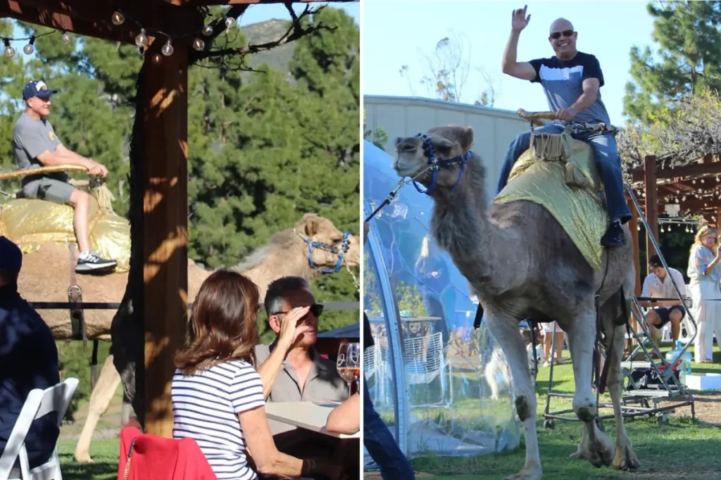 Southern California winery receives criticism for camel rides