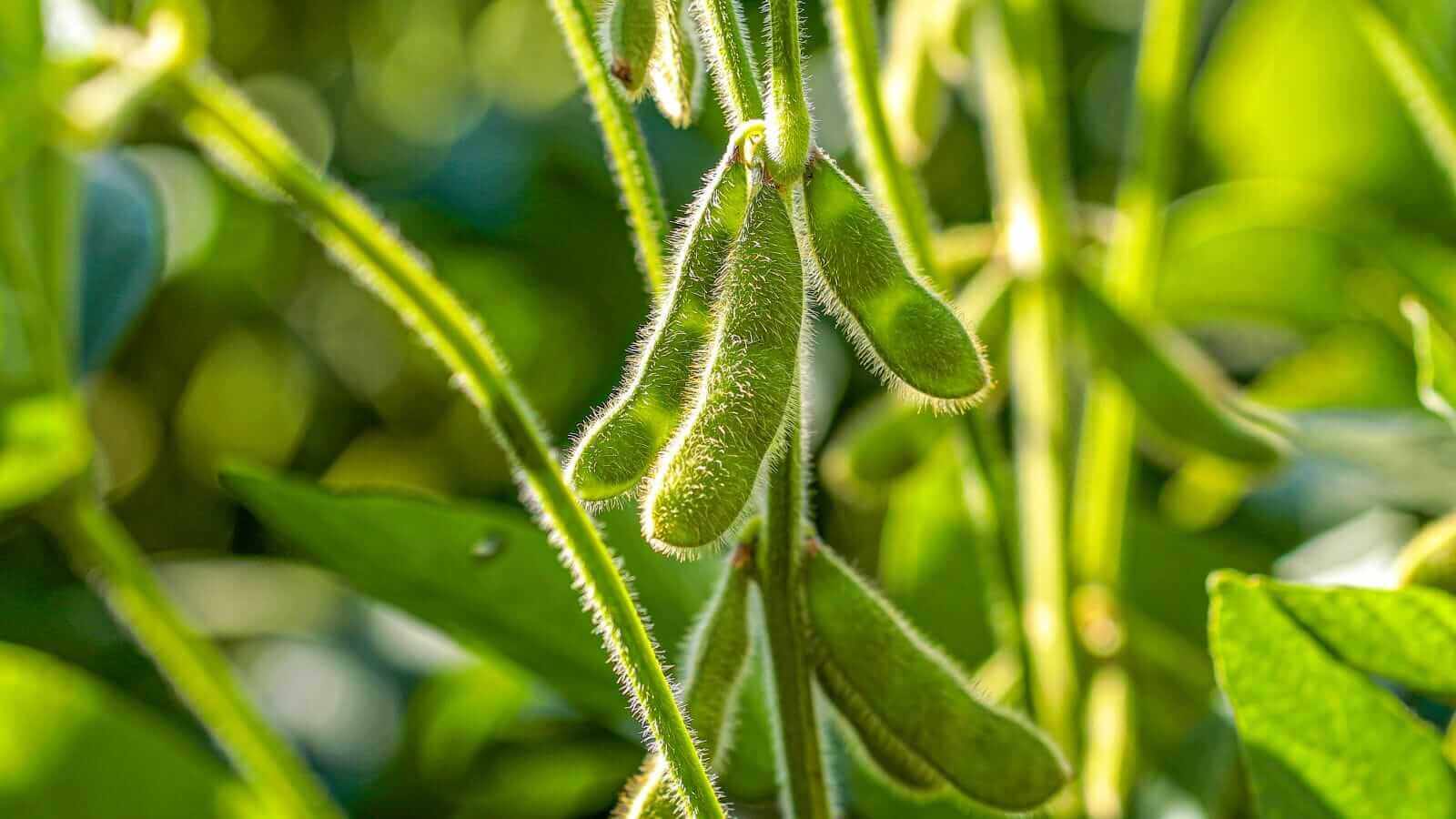Soybeans Respond to RVO Announcement