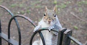 Squirrels 'Vaping' Leftover E-Cigarettes Because of Sweet Scents