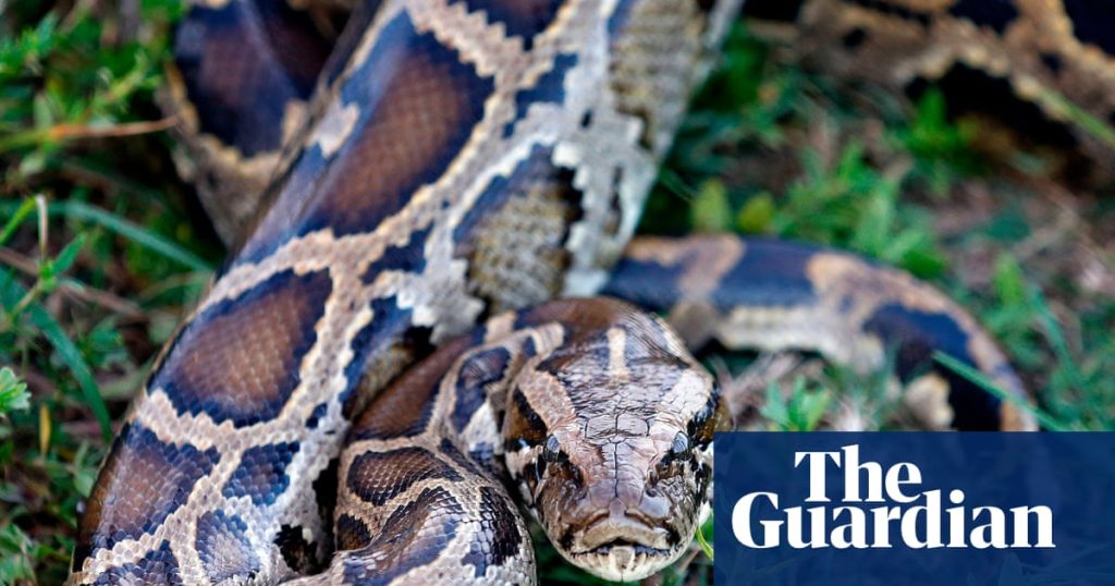 Substance found in python blood might lead to new obesity treatments, researchers suggest