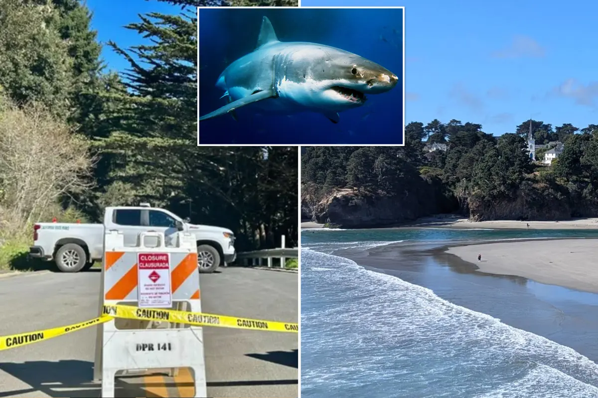 Surfer critically hurt in shark encounter along California shoreline