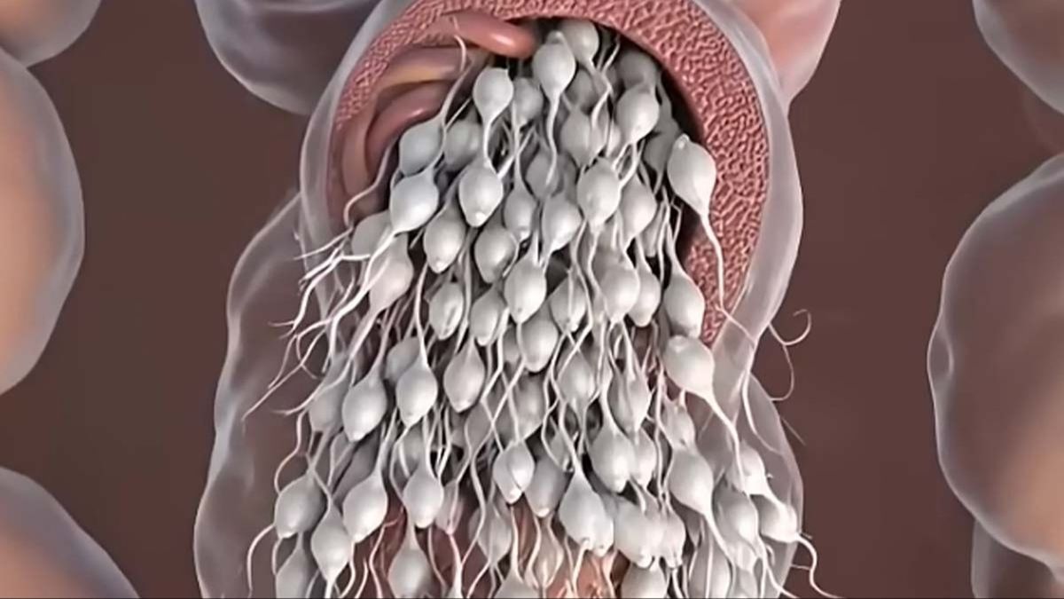Surprising simulation reveals what actually occurs to sperm in the body when not ejaculated.