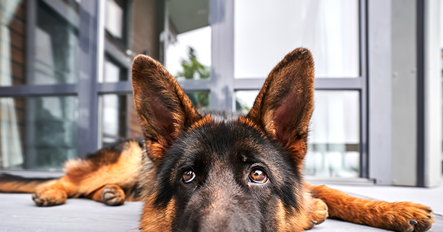 The Tariff Inflation Threat That Wasn't Real