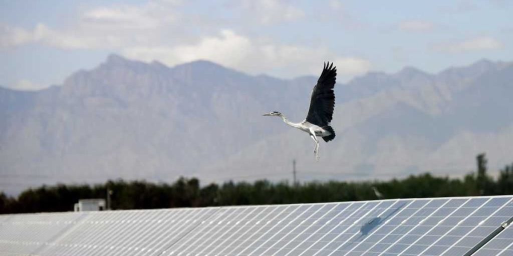 The environmental left refuses to acknowledge the harm caused by wind and solar energy.