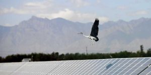 The environmental left refuses to acknowledge the harm caused by wind and solar energy.