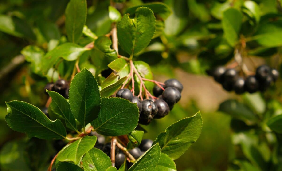 This Dark Berry Beverage Is Subtly Changing the Approach to Metabolic Health