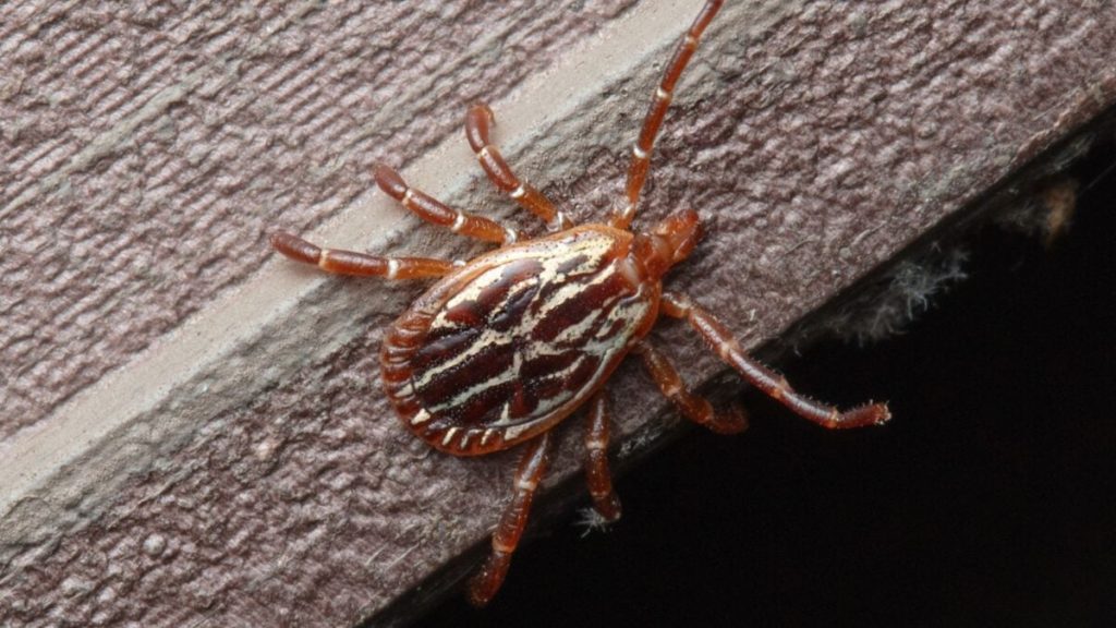 Ticks Can Live Indoors for Longer Than You Realize