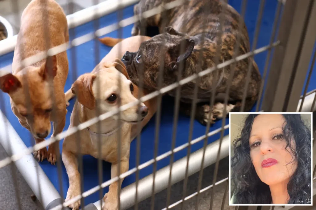 Unyielding animal hoarder speaks out after hundreds of dogs and cats taken from home in a major rescue operation