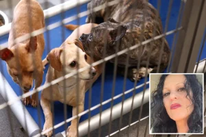 Unyielding animal hoarder speaks out after hundreds of dogs and cats taken from home in a major rescue operation