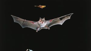 Vaccinating bats might benefit humans. But what's the approach?