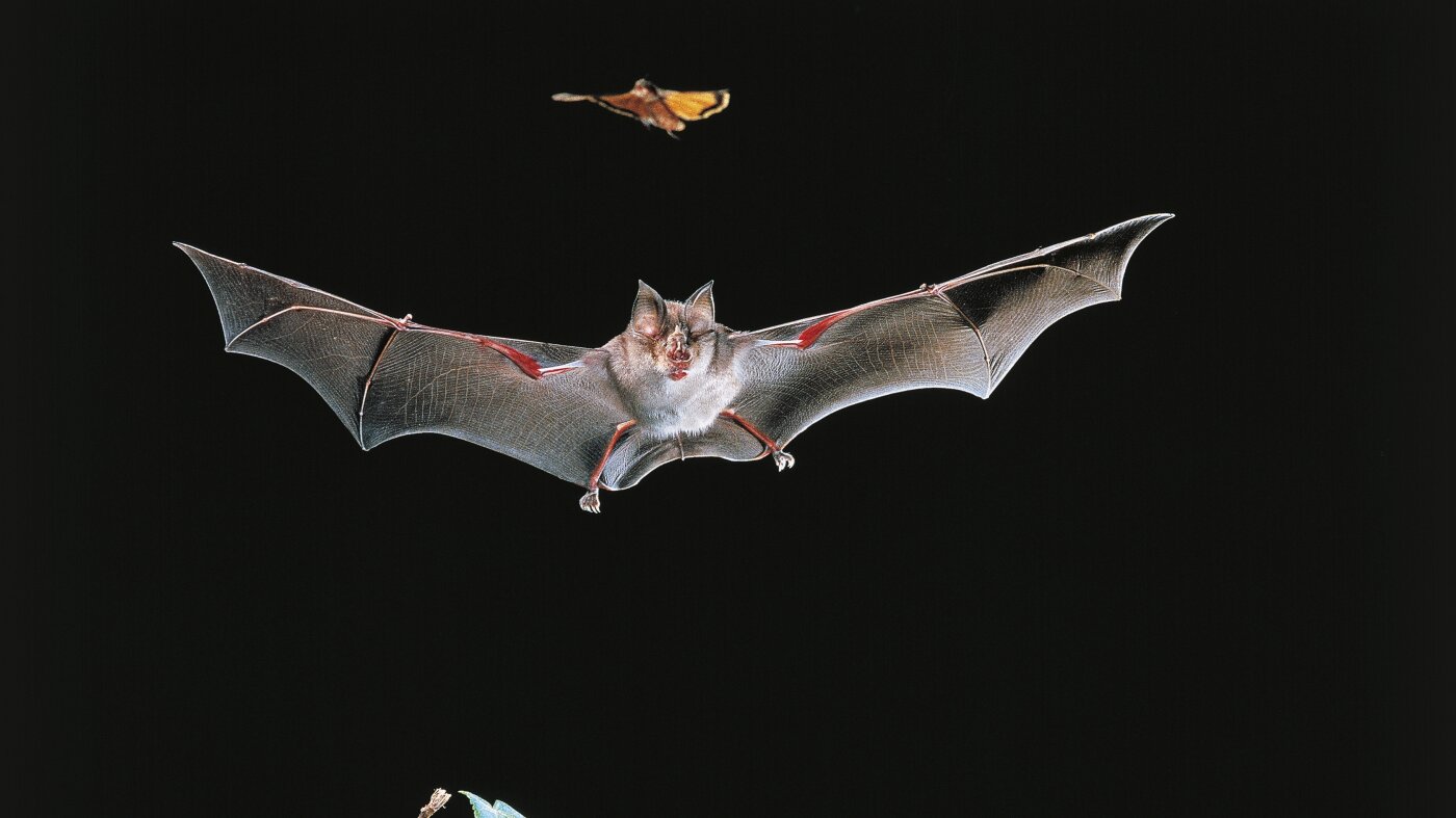 Vaccinating bats might benefit humans. But what's the approach?