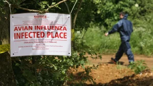 Vehicle transporting deceased ducks infected with bird flu crashes in Indiana, prompting hazmat response