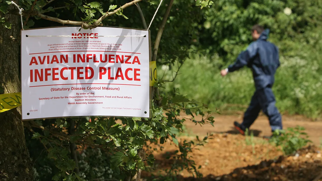 Vehicle transporting deceased ducks infected with bird flu crashes in Indiana, prompting hazmat response