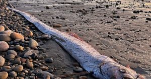 Visitors Save Two Huge 'Doomsday Fish' on a Beach in Mexico