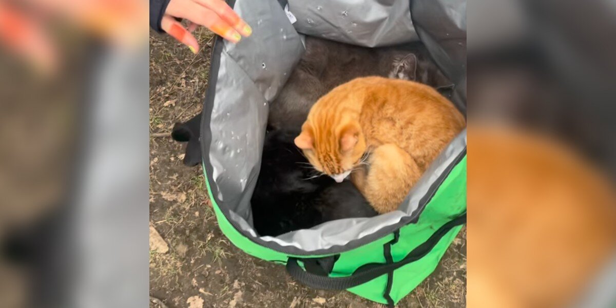 Visitors at the park open an Uber Eats bag left under a bench and discover babies curled up inside.
