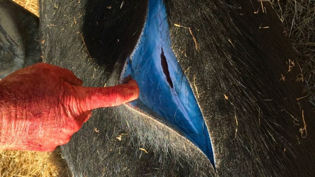 Wild pigs becoming 'neon blue' in California raise alarms