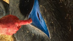 Wild pigs becoming 'neon blue' in California raise alarms