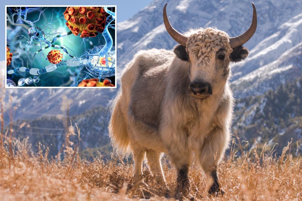 Yaks might provide insights for treating people with multiple sclerosis, research suggests