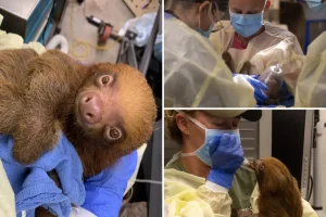 13 undernourished sloths saved from failing Sloth World Orlando after 31 pass away