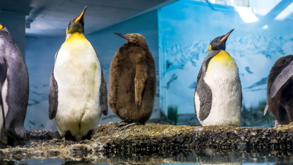 A Worrying Trend Appears in Zoo Penguins Given Unlimited Food