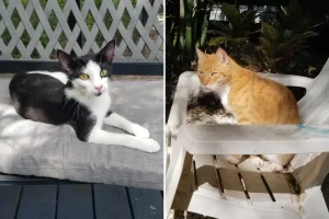 A cat sanctuary - the ideal spot for enjoying their later years