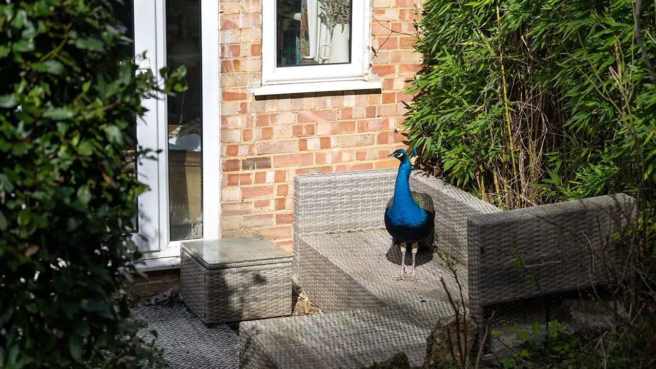 A peacock named Pete roams through local houses and yards
