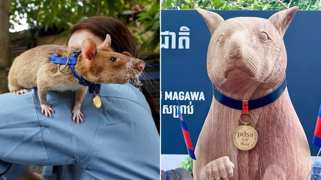 A well-known rat that detects landmines receives a statue tribute in Cambodia.