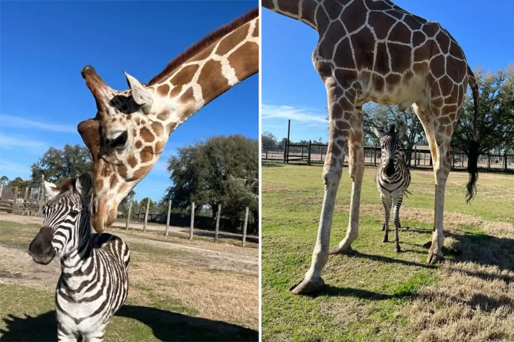 A zebra and a giraffe develop an unexpected bond that is touching people's hearts.