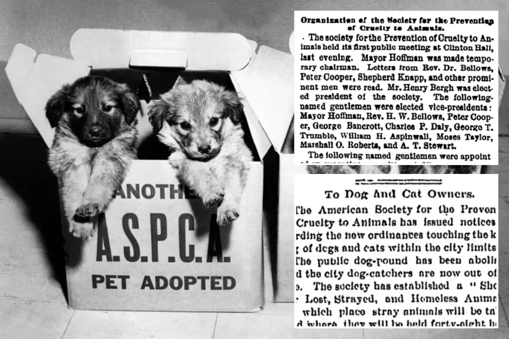 ASPCA marks 160 years – explore historical coverage of its beginnings