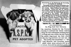 ASPCA marks 160 years – explore historical coverage of its beginnings