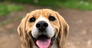 Activists Attempt to Rescue 2,000 Beagles from a Wisconsin Research Center