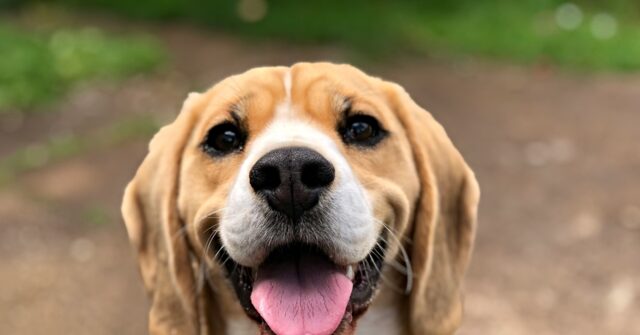 Activists Attempt to Rescue 2,000 Beagles from a Wisconsin Research Center