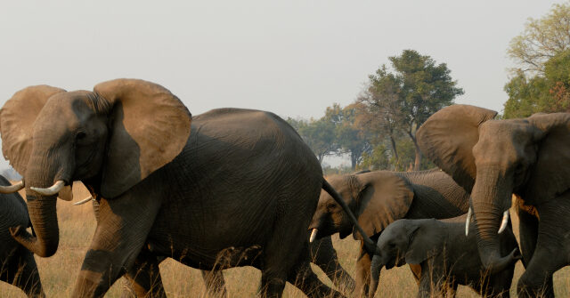 African Elephants Kill Experienced California Hunter in Gabon