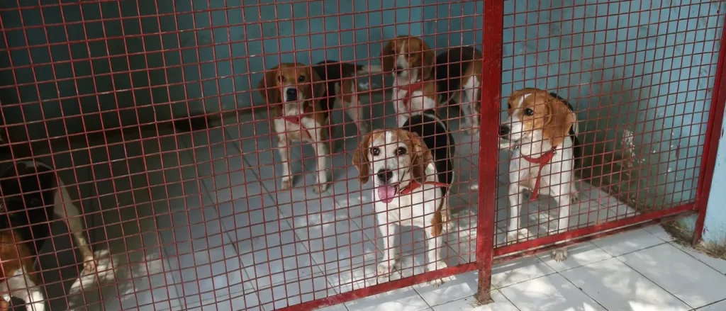 Animal rights activists facing resistance as they confront thousands of beagles kept in a research facility, pushed back by rubber bullets and tear gas.