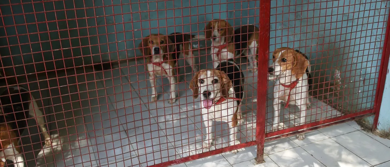 Animal rights activists facing resistance as they confront thousands of beagles kept in a research facility, pushed back by rubber bullets and tear gas.