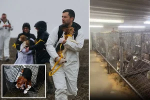 Animal rights organization intends to break into Wisconsin breeding site to rescue 2,000 beagles