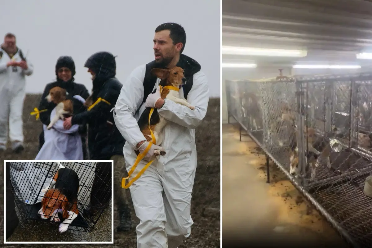 Animal rights organization intends to break into Wisconsin breeding site to rescue 2,000 beagles
