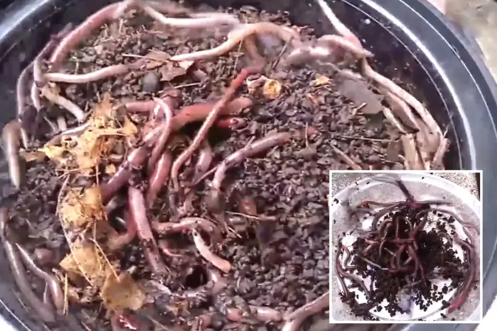 Asian jumping worms discovered in California, authorities alert the public