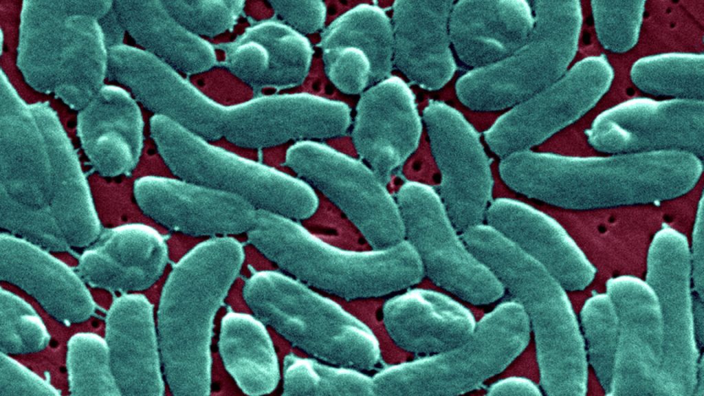 Bacteria that eat flesh destroy a man's arm and leg in only three days