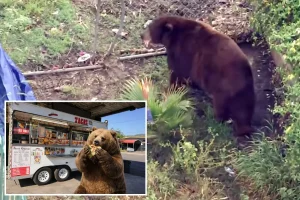 Bear settles in a Southern California town as residents welcome their fierce new companion.