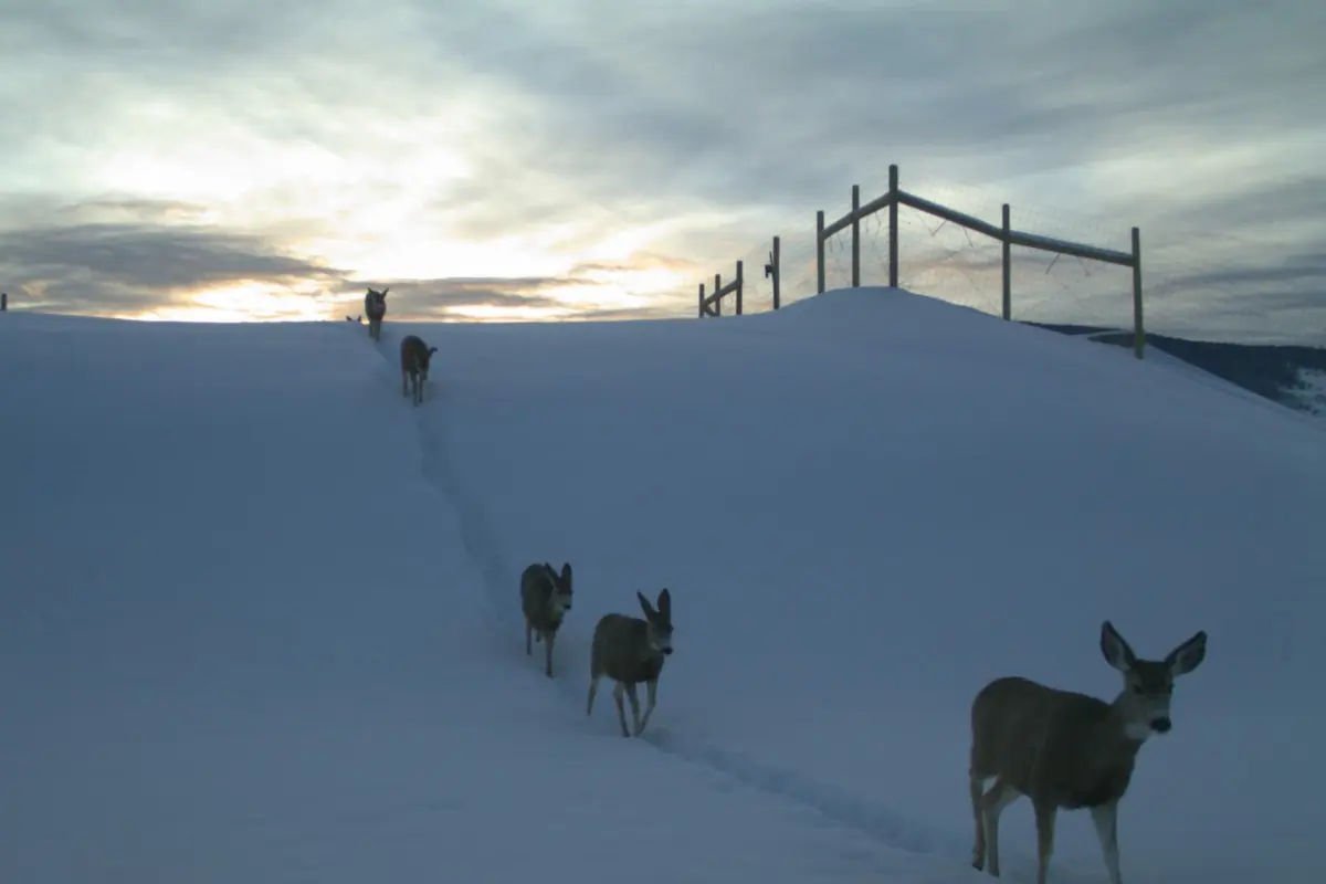 Biggest wildlife bridge in North America is protecting the lives of both people and animals