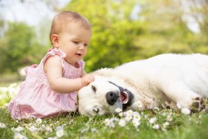 Calm Golden Retriever Observes Adorable Baby Exploring New Things
