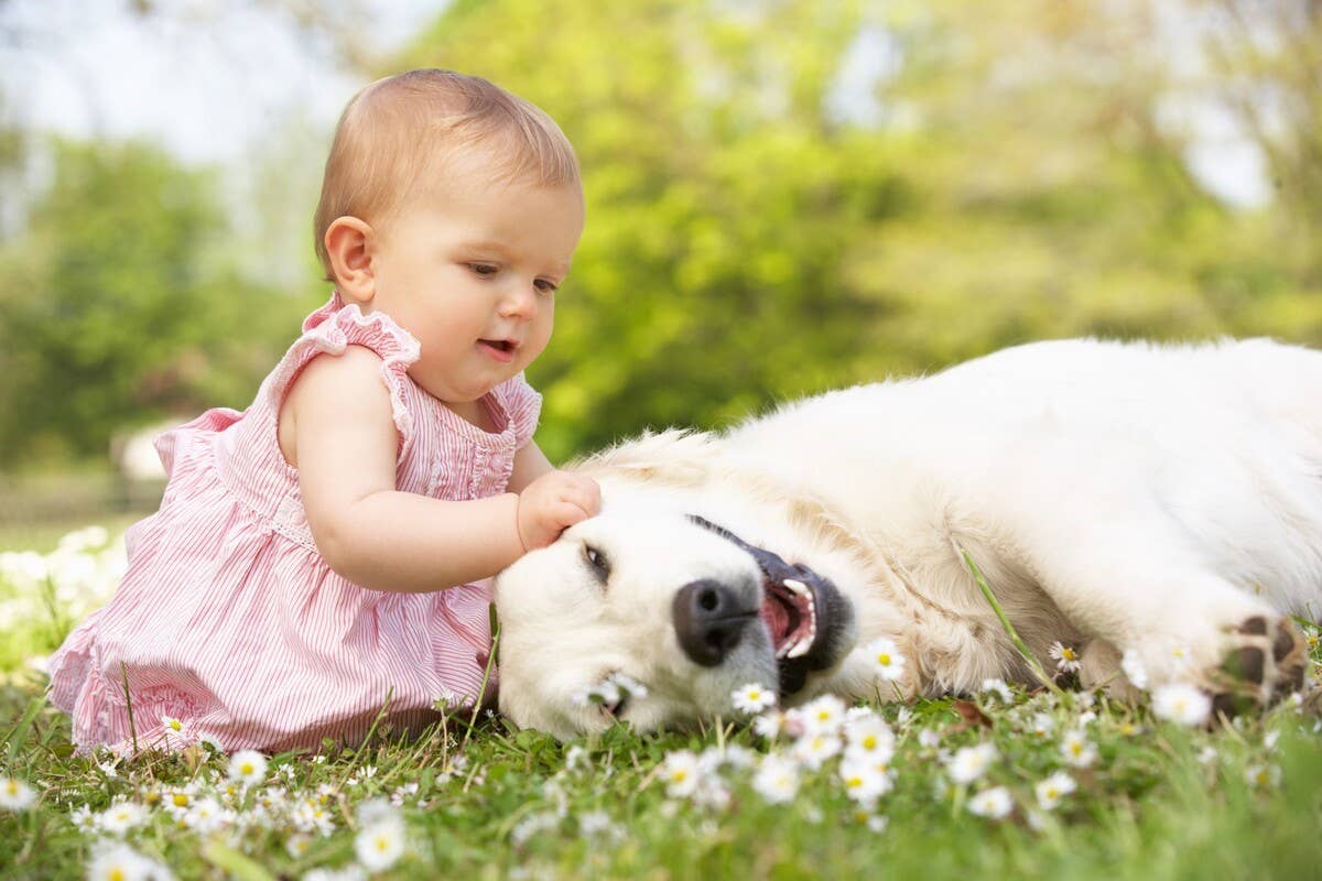 Calm Golden Retriever Observes Adorable Baby Exploring New Things