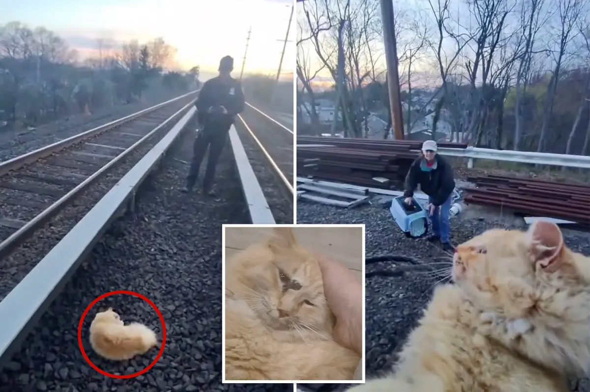 Cat named 'Garfield' saved from train tracks after being hit by a train on Long Island.