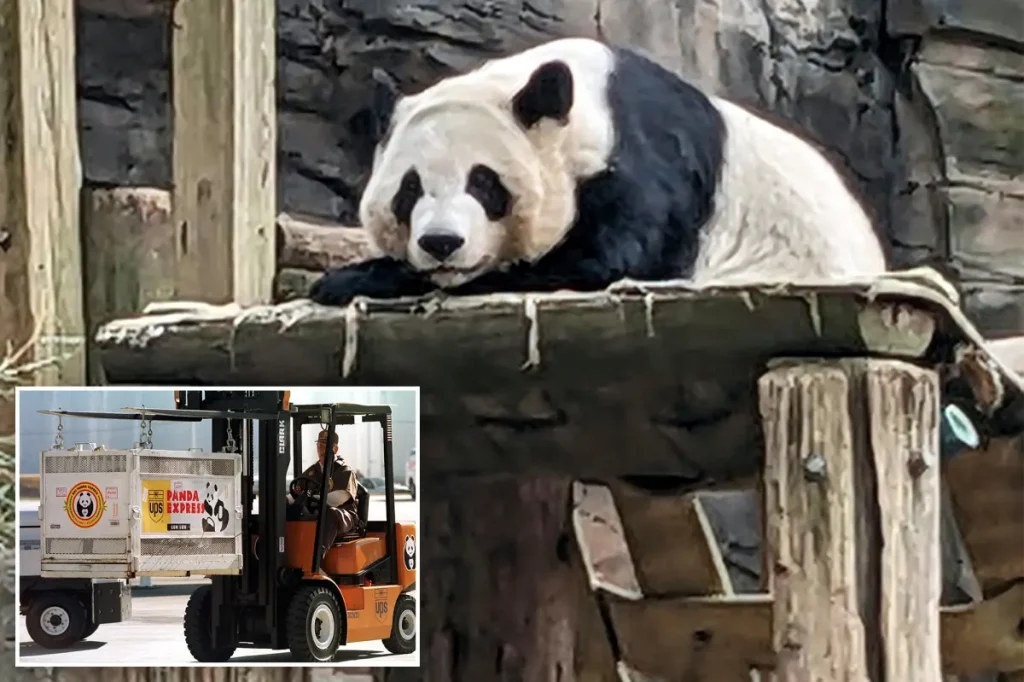 China will send large pandas to Atlanta.
